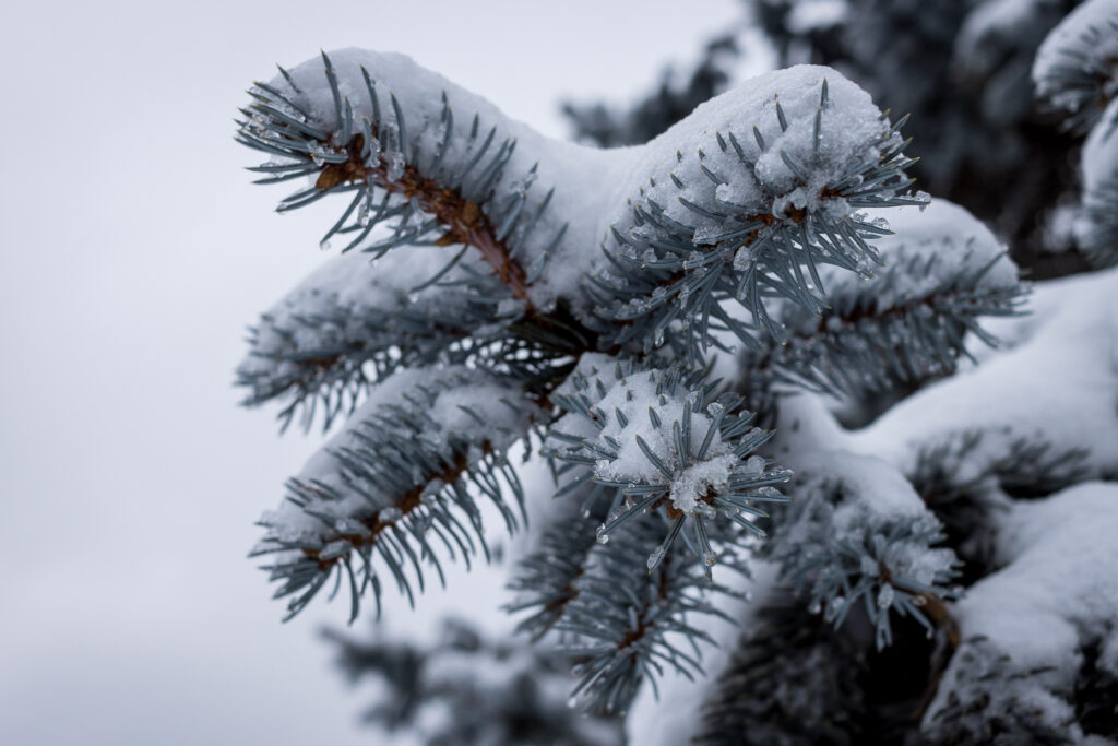Snow Rests on Blue Spruce Branches in Winter at Loose Park in Kansas City, MO