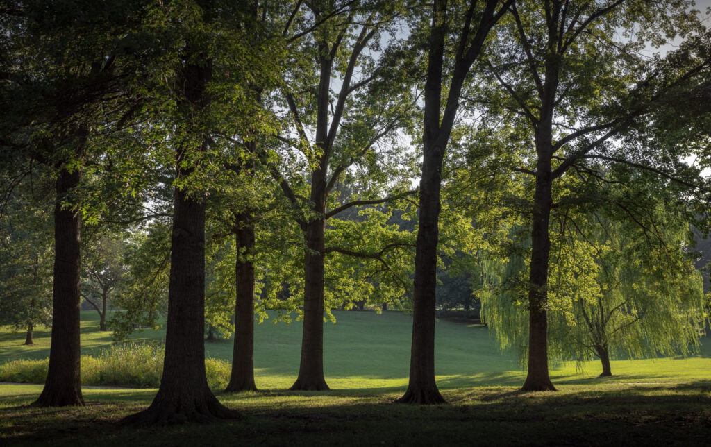 Shady Trees in Summer at Loose Park in Kansas City, MO