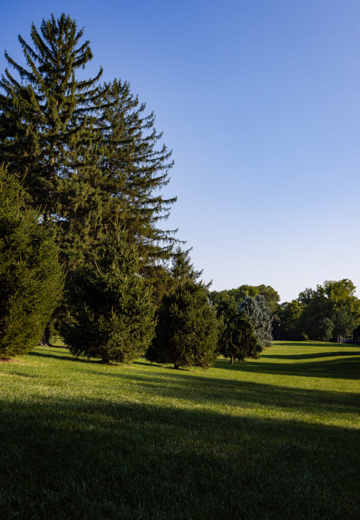 Trees Casting Long Shadows on the Grassy Hill at Loose Park in Kansas City, MO