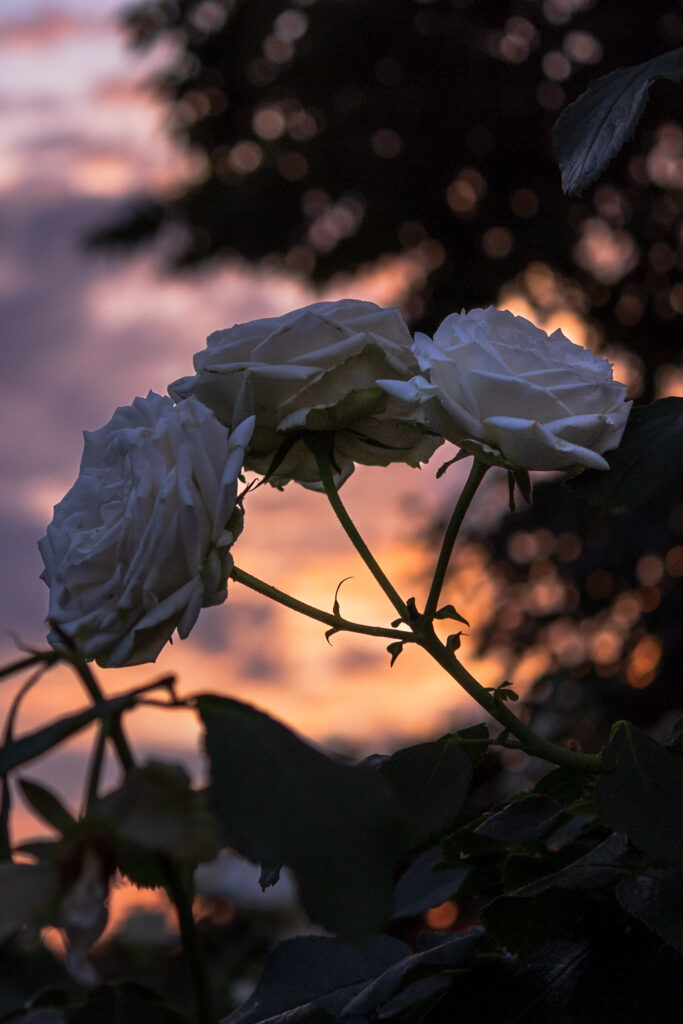 White Roses at Sunset in the Loose Park Rose Garden in Kansas City, MO