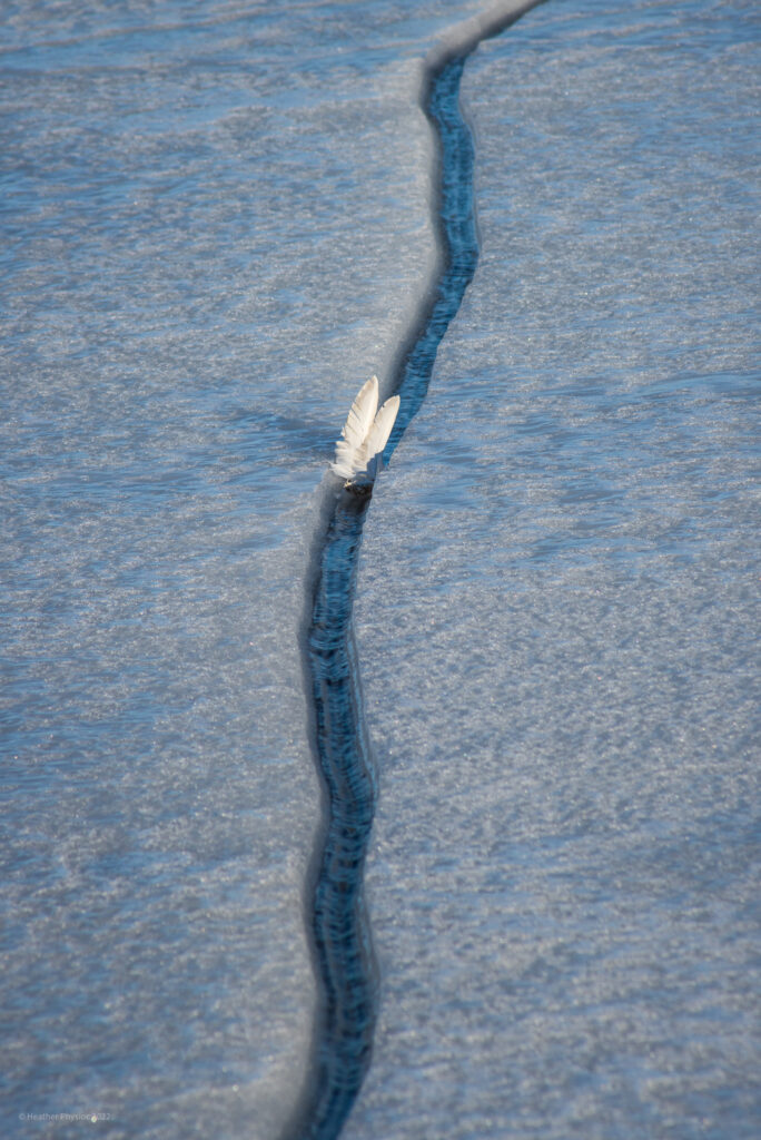 Pair of Snow Geese Feathers Between Ice Sheets on Frozen Marsh at Loess Bluffs National Wildlife Refuge