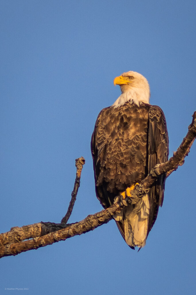 Bald Eagle Perched Against Blue Sky at Loess Bluffs National Wildlife Refuge in Winter
