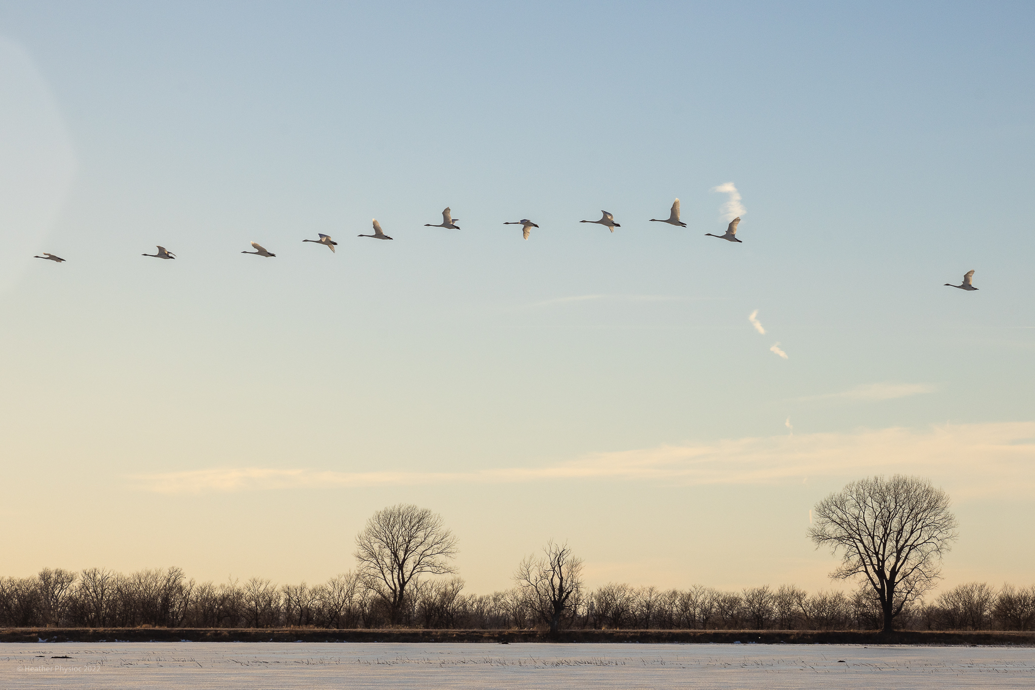 Snow Geese Flying in Formation in Winter at Loess Bluffs National Wildlife Refuge