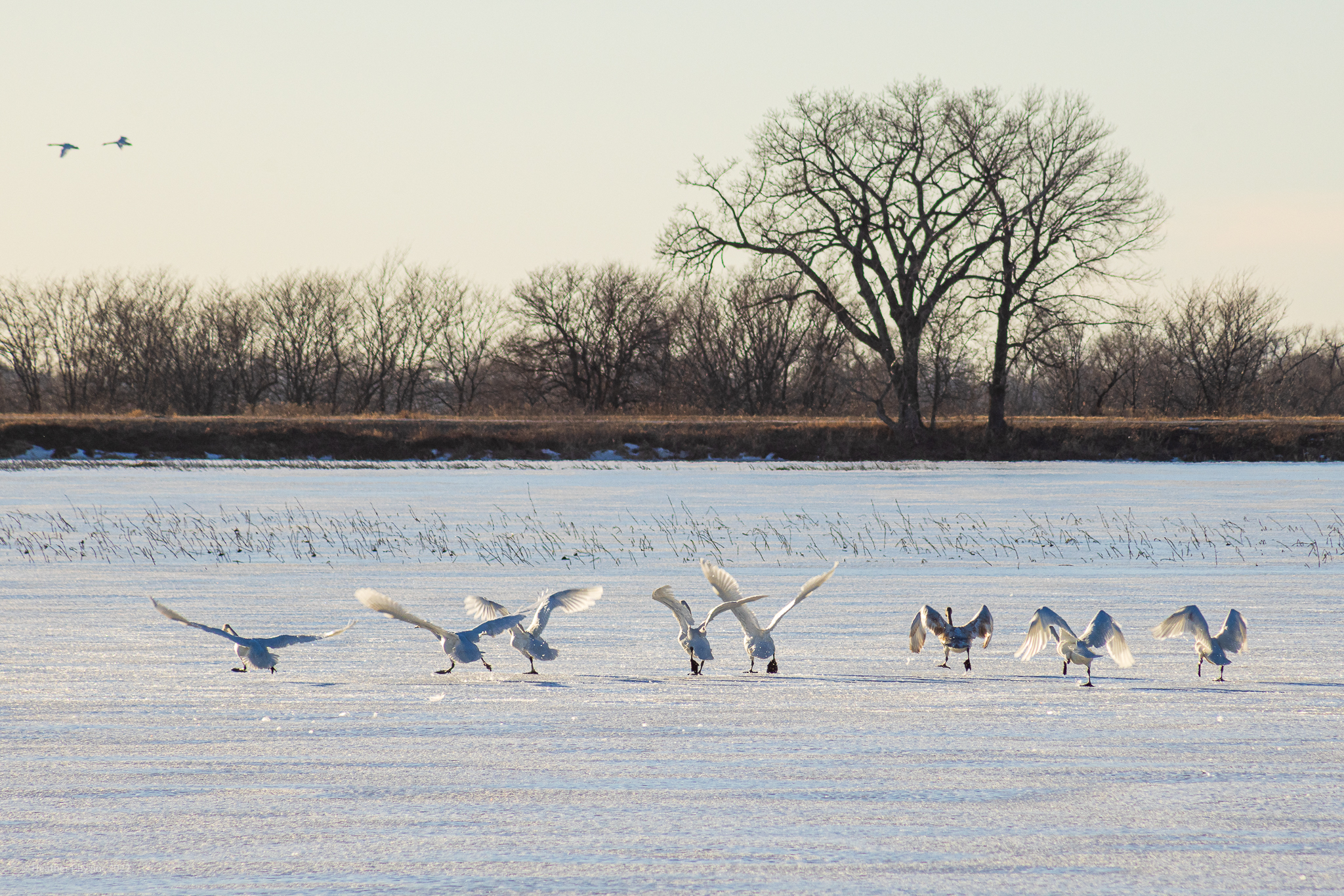 Snow Geese Preparing for Flight on Frozen Pond at Loess Bluffs National Wildlife Refuge