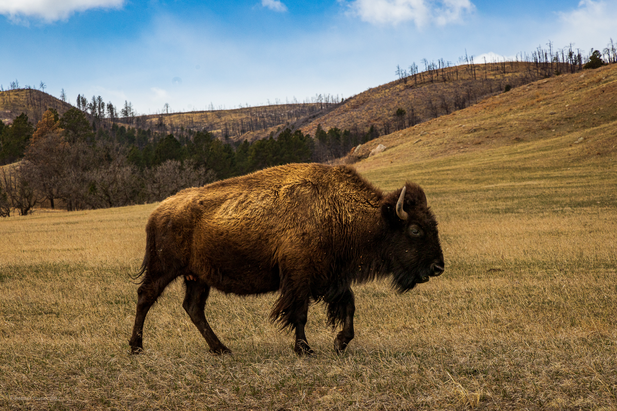 American Buffalo, United States National Mammal, at Custer State Park in Black Hills, SD