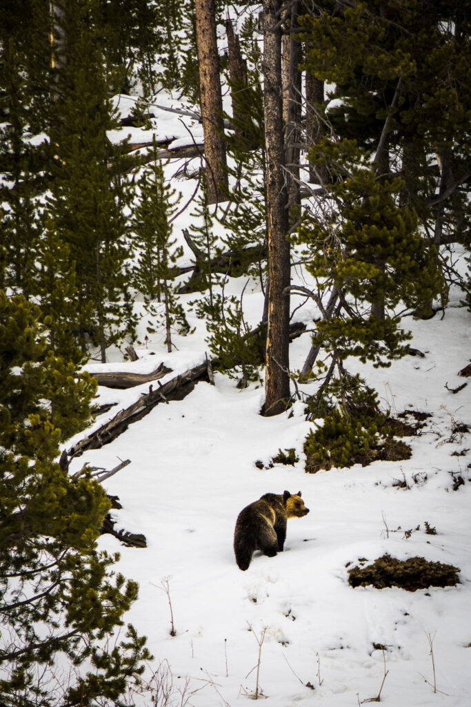 Springtime Grizzly Bear in April 2022 at Yellowstone National Park