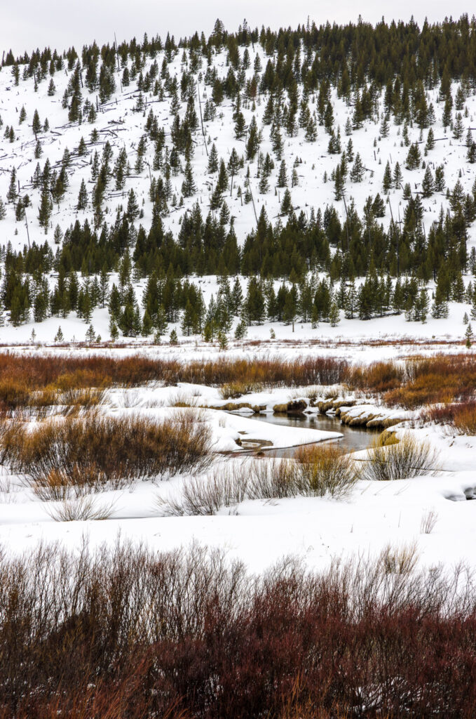 Red & Orange & Yellow Grasses on a Winding Creek in the Snow in Yellowstone National Park