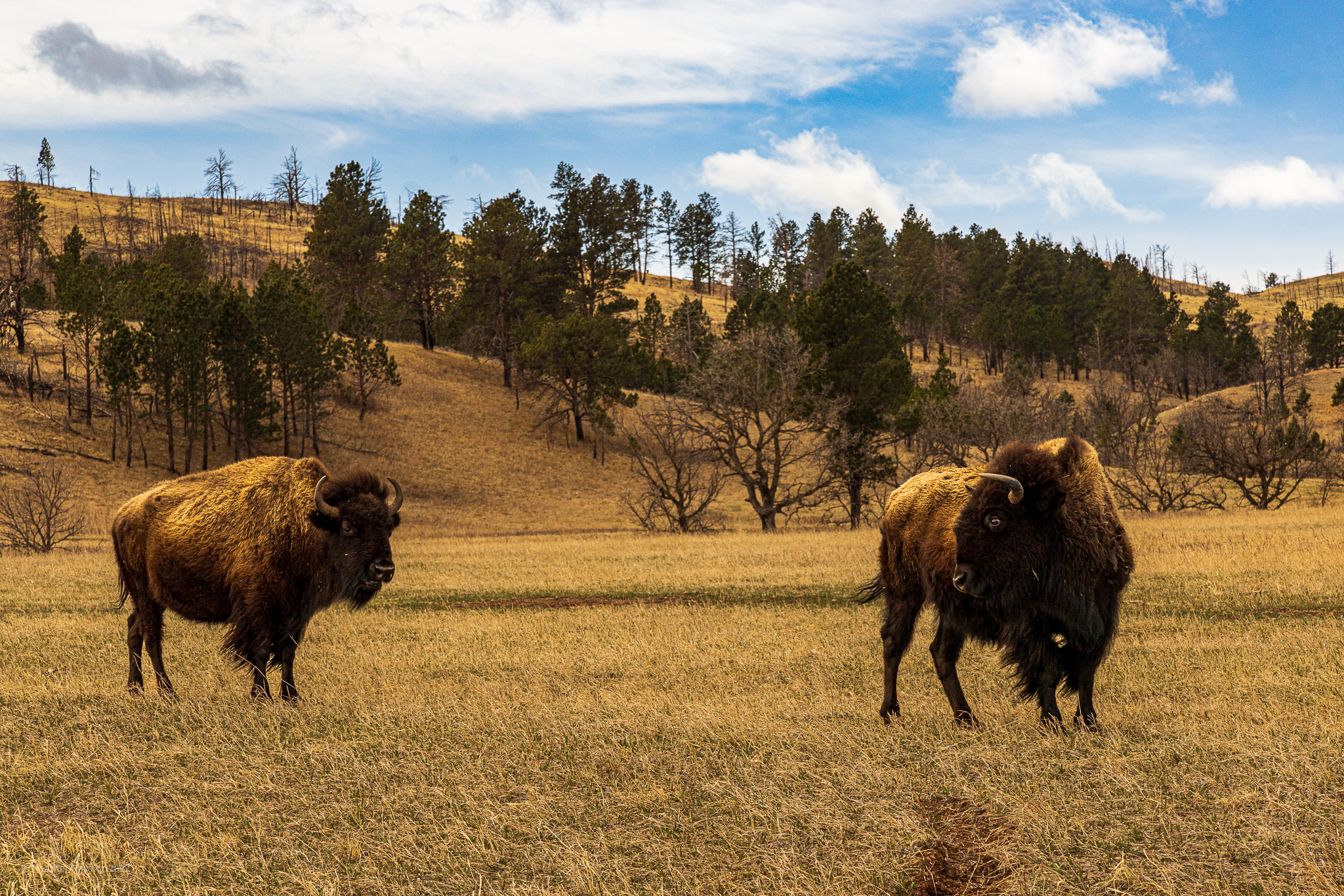 Two American Buffalo at Custer State Park in South Dakota
