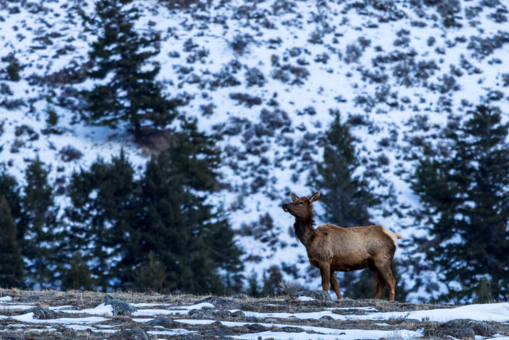Female Elk Cow in the Winter Foothills of Emigrant Peak in the Absaroka Range of Montana