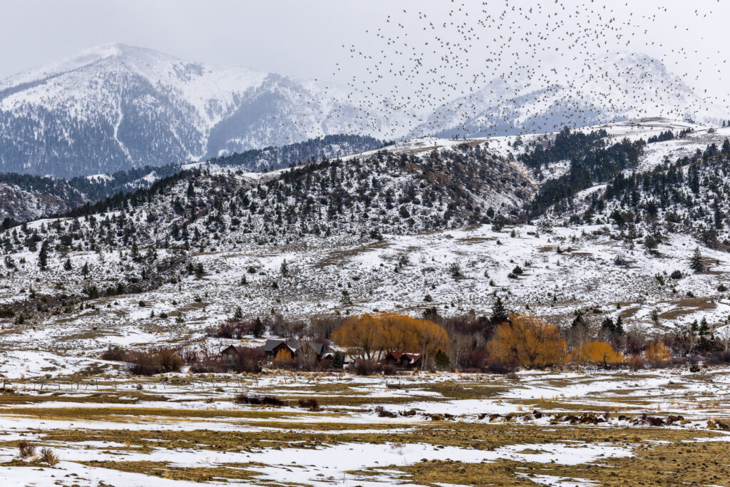 Flock of Birds Takes Flight in the Snowy Paradise Valley Below the Absaroka Mountain Range in Montana