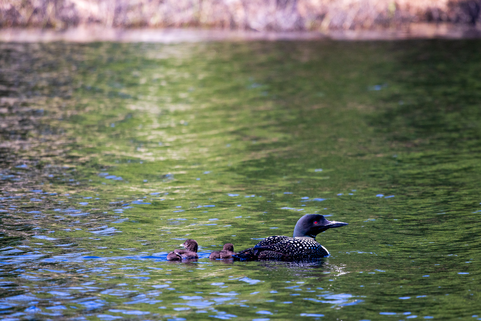 Female Loon & 2 Loon Chicks at Voyageurs National Park, Minnesota
