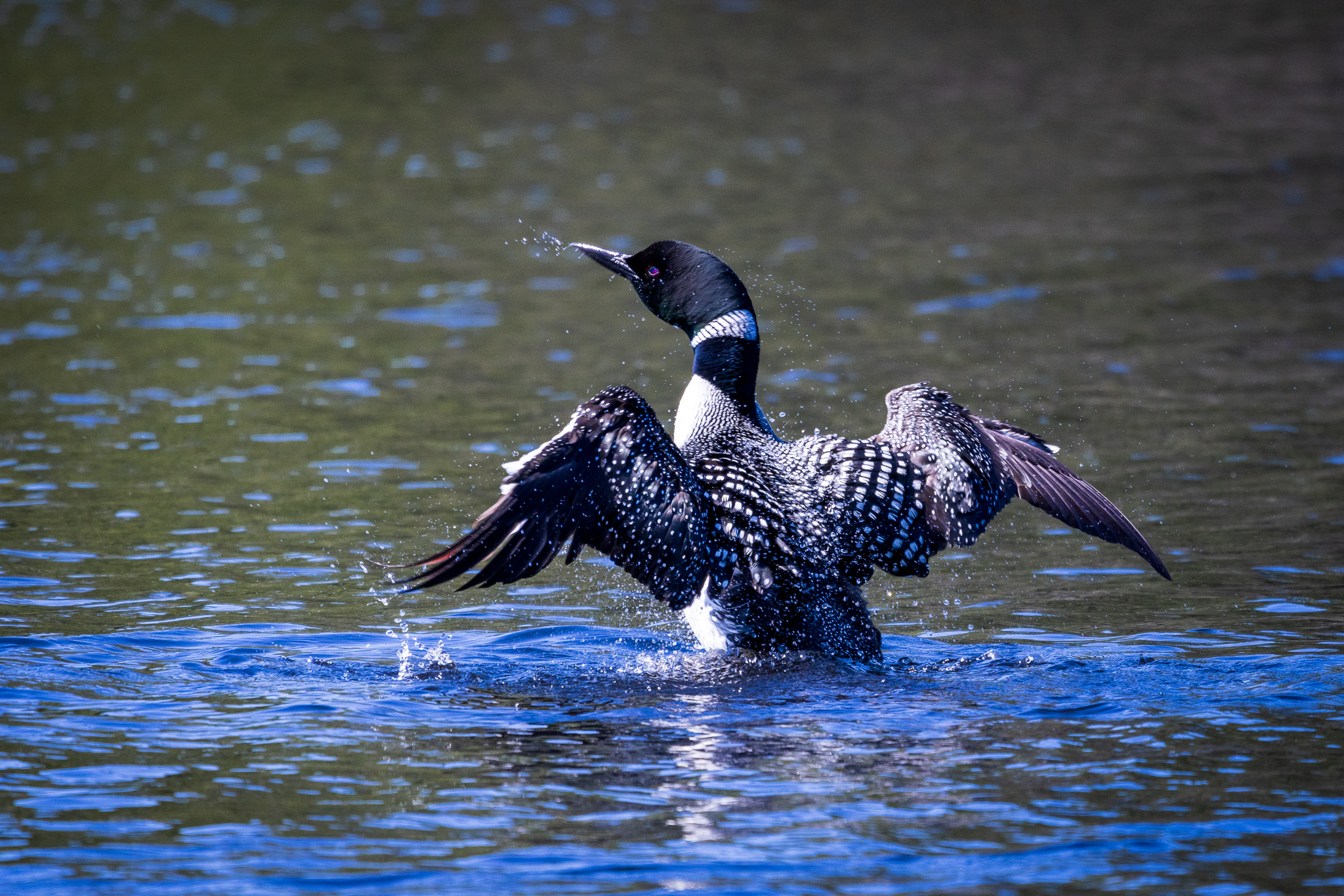 Male Loon Shaking Water from Feathers at Voyageurs National Park