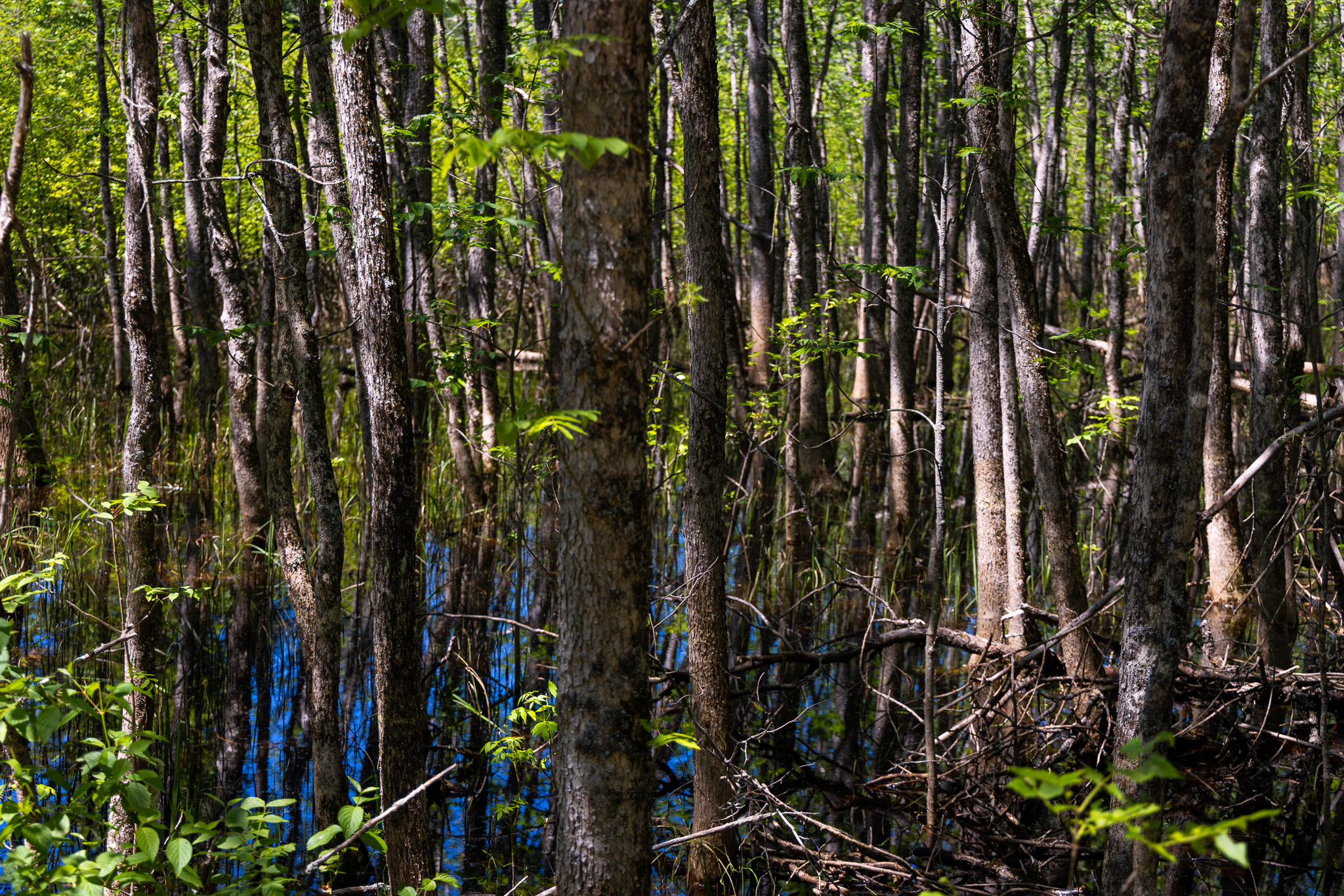 Tree-Filled Bog on Kettle Falls Dam Island Hike in Voyageurs National Park