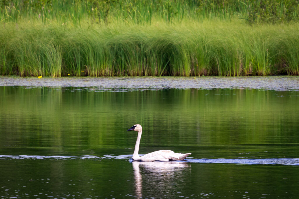 Trumpeter Swan on Northern Minnesota Lake in Summer