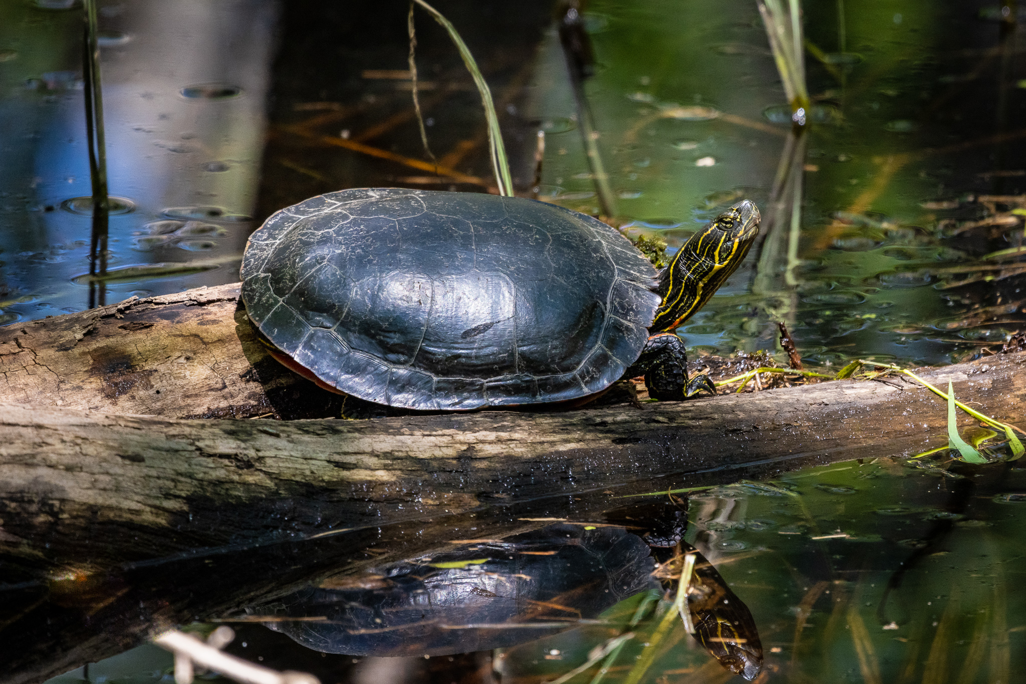 Western Painted Turtle at Kettle Falls Dam in Voyageurs National Park, Minnesota