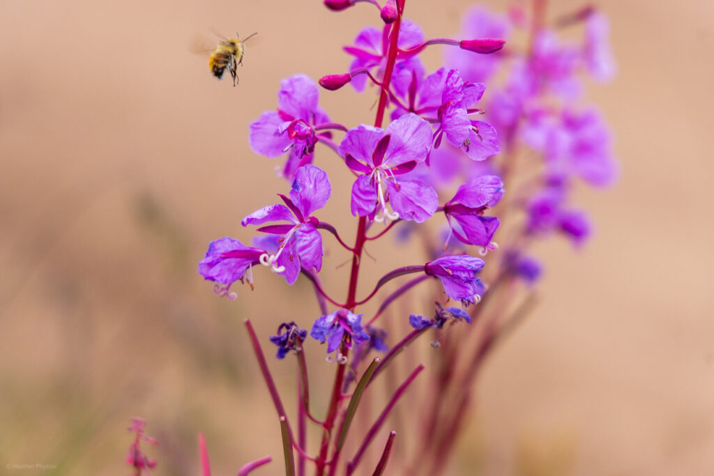 Bee Collecting Pollen on Magenta Fireweed at Peru Creek Trail, Colorado
