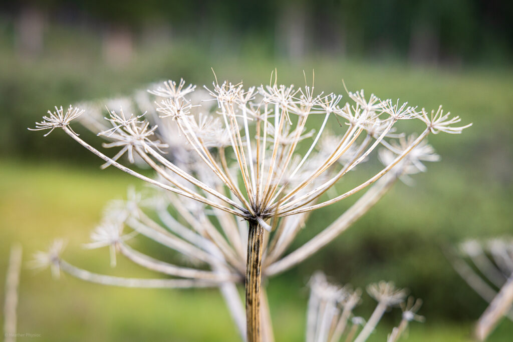 Dried Seed Head at Peru Creek Trail, Colorado