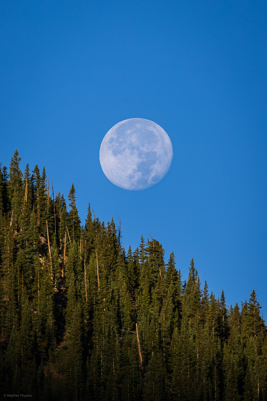 Near full moon rising over the firs in alpenglow