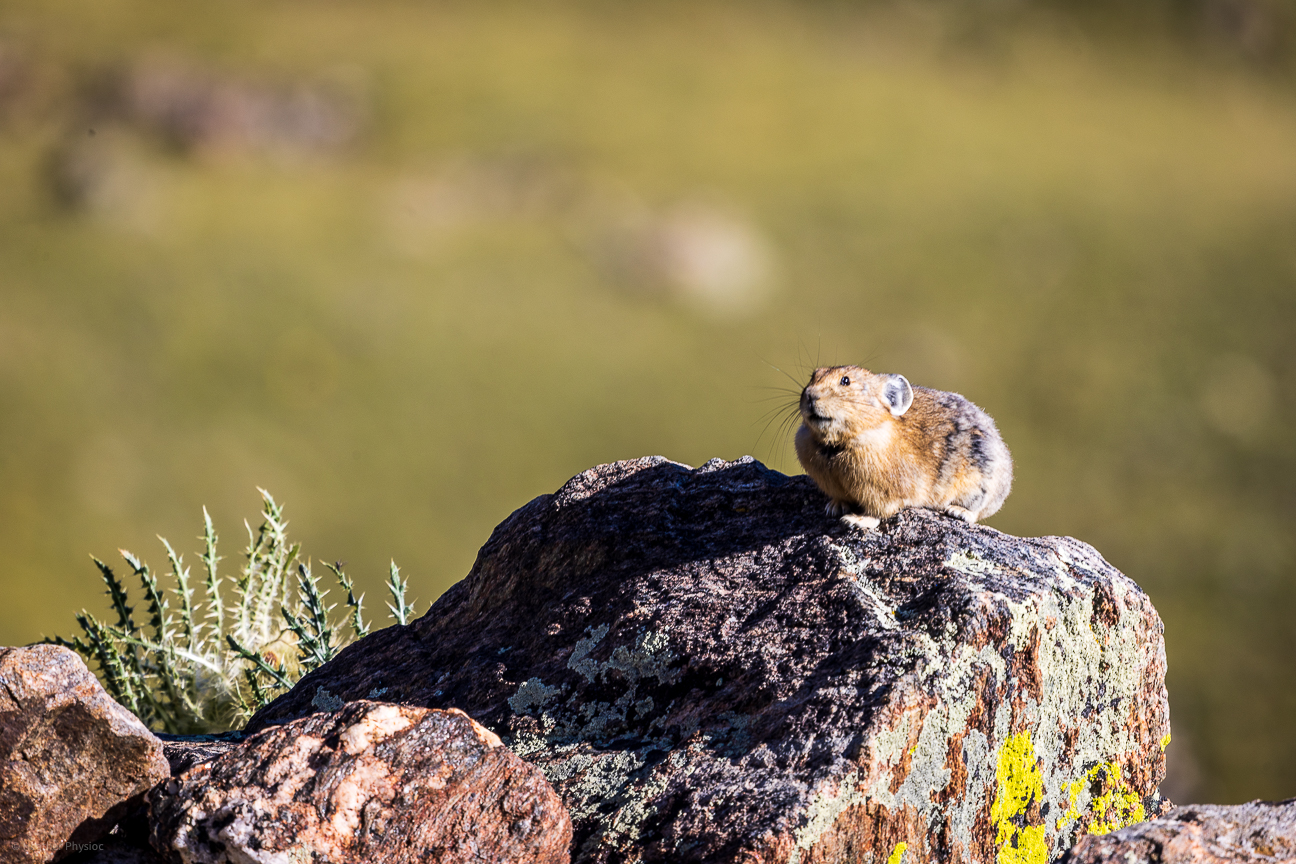Northern Pika Perched on a Rock