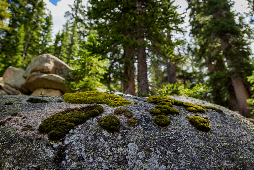 Stone Moss at Peru Creek Trail, Colorado