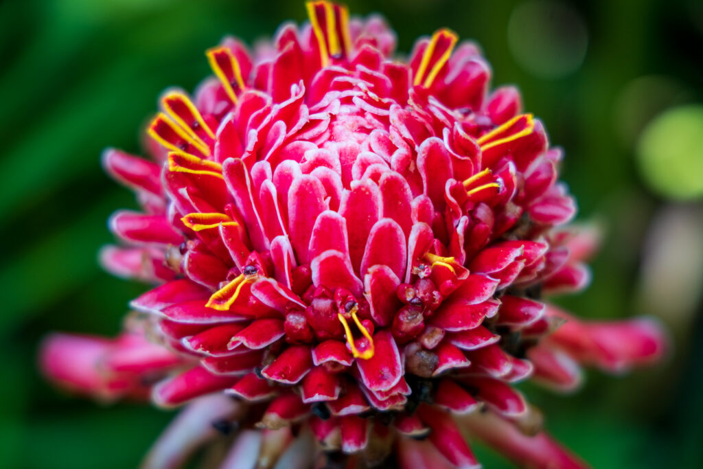 Red Torch Ginger at Flower Forest Tropical Botanical Garden in BarbadosLobster Claw at Flower Forest Tropical Botanical Garden in Barbados - photo by Heather Physioc