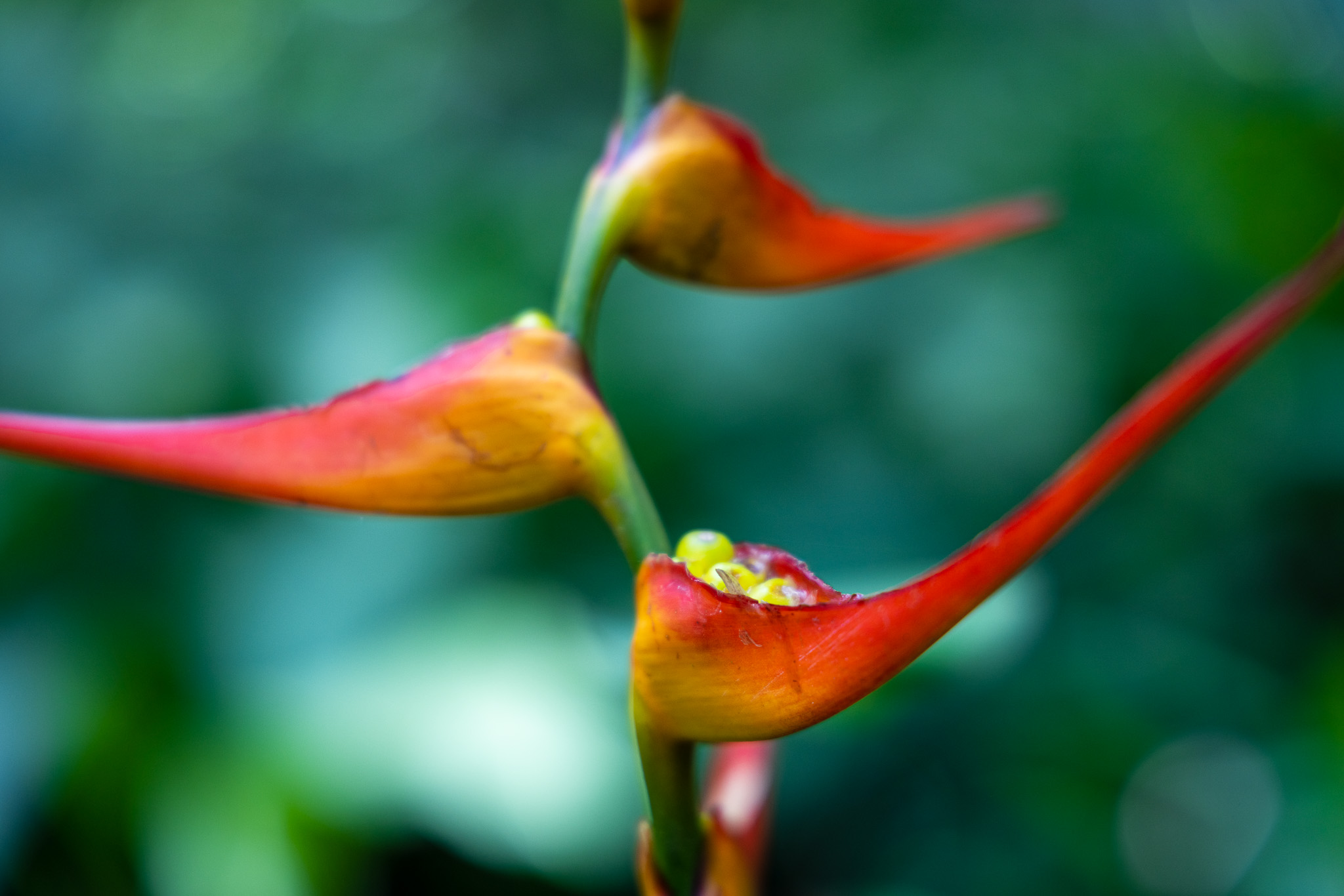 Lobster Claw at Flower Forest Tropical Botanical Garden in Barbados  - photo by Heather Physioc