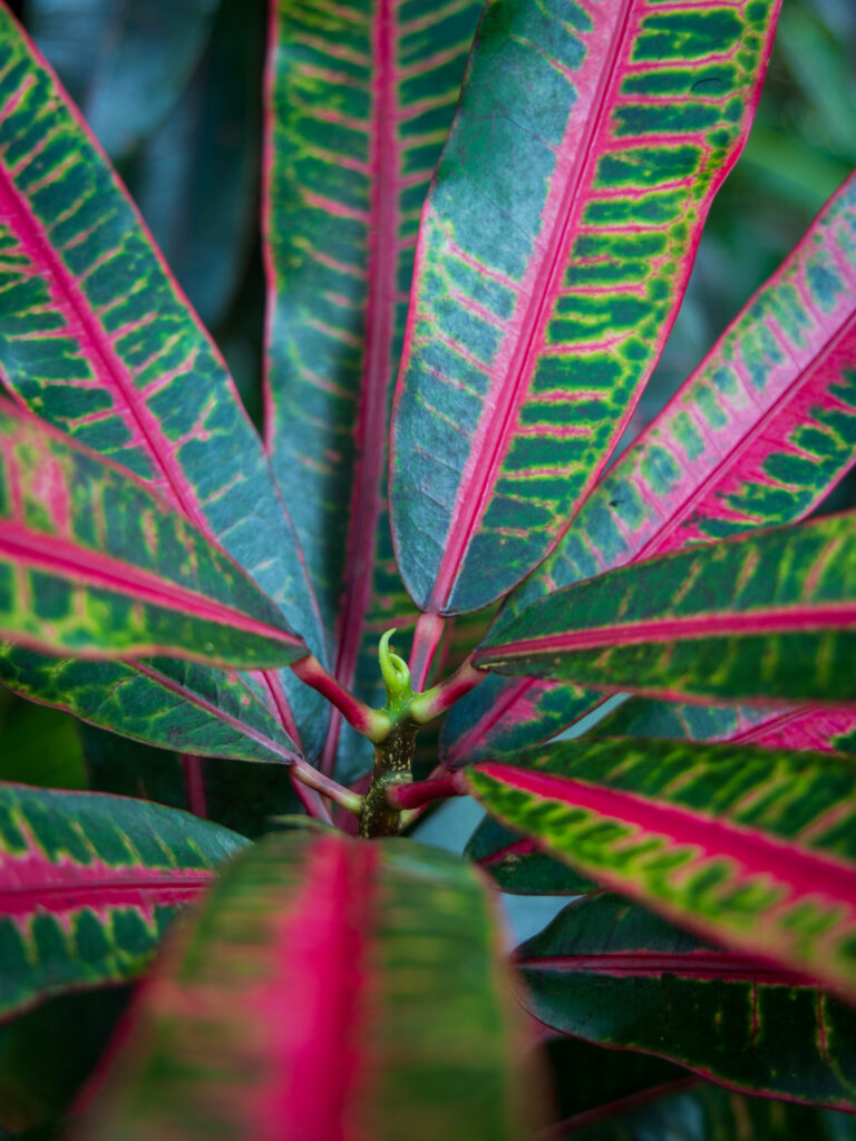 Croton at Flower Forest Tropical Botanical Garden in Barbados - photo by Heather Physioc