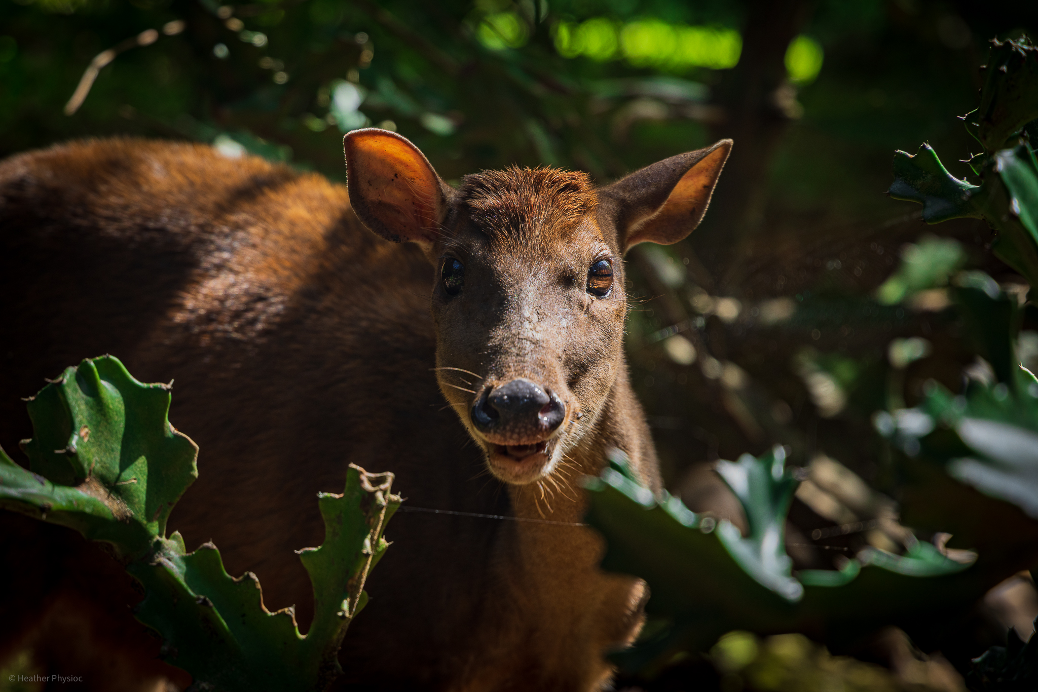 Brocket deer at Barbados Wildlife Reserve - photo by Heather Physioc