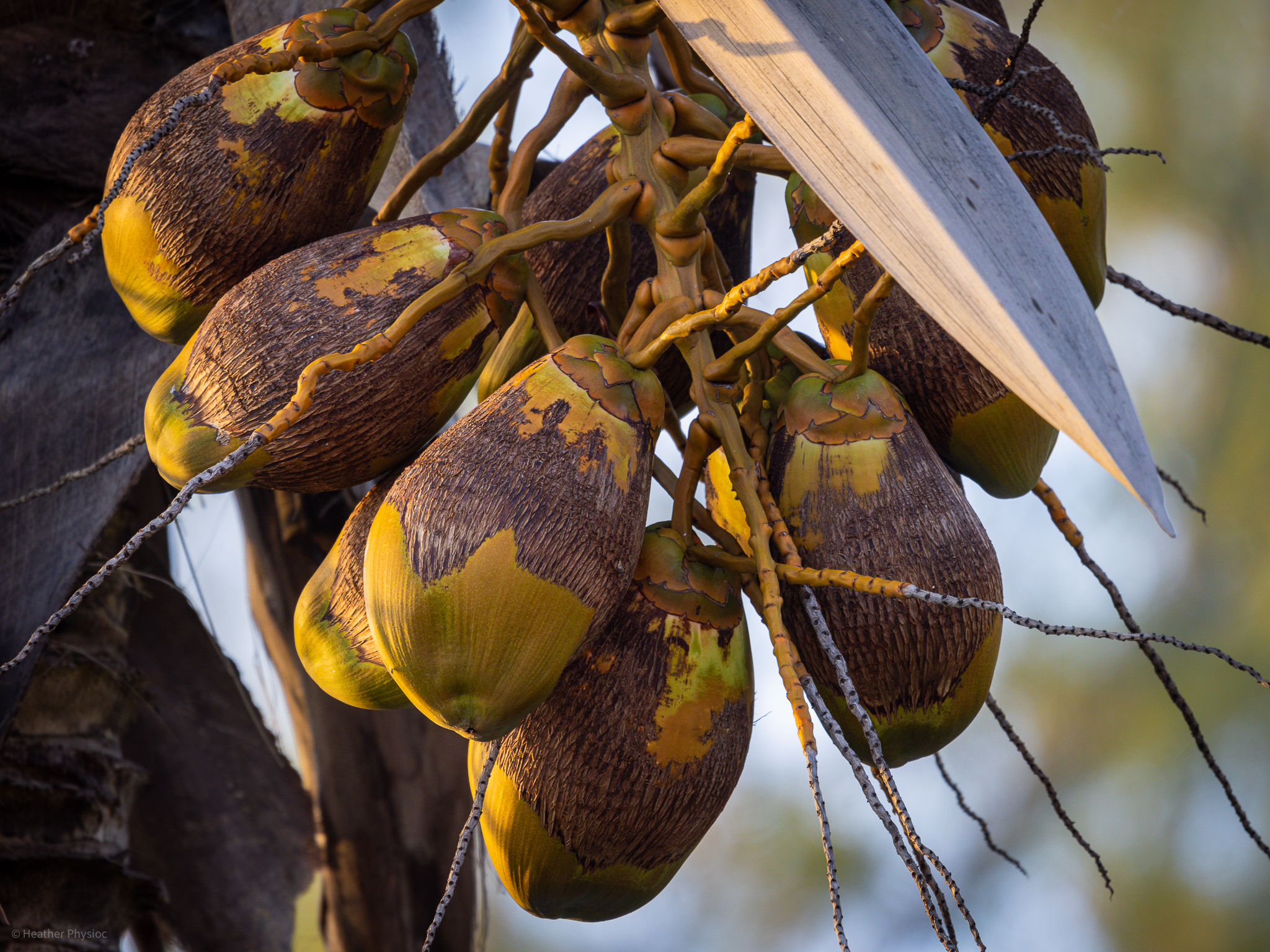 Coconut Clusters on Palms in Cattlewash, St. Joseph Parish, Barbados - photo by Heather Physioc