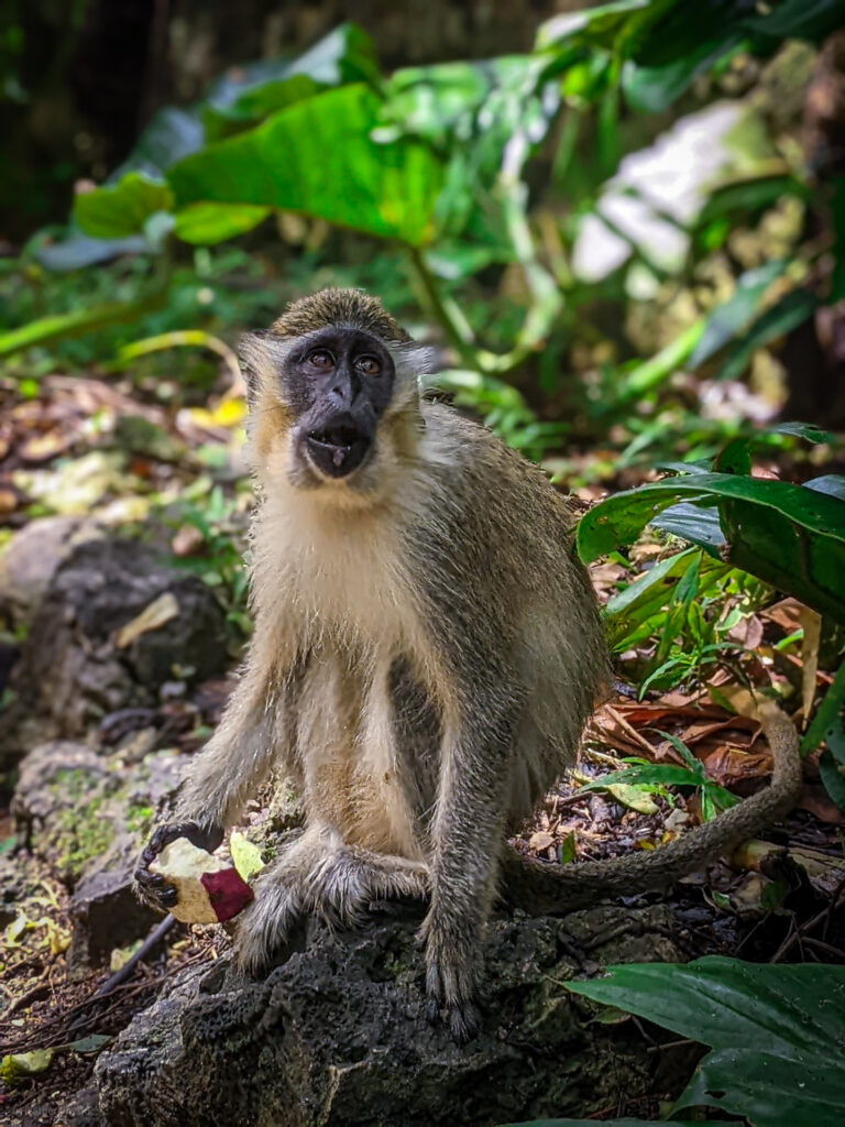 Velvet monkey sitting and eating fresh fruit and sweet potatoes at Barbados Wildlife Reserve - photo by Heather Physioc