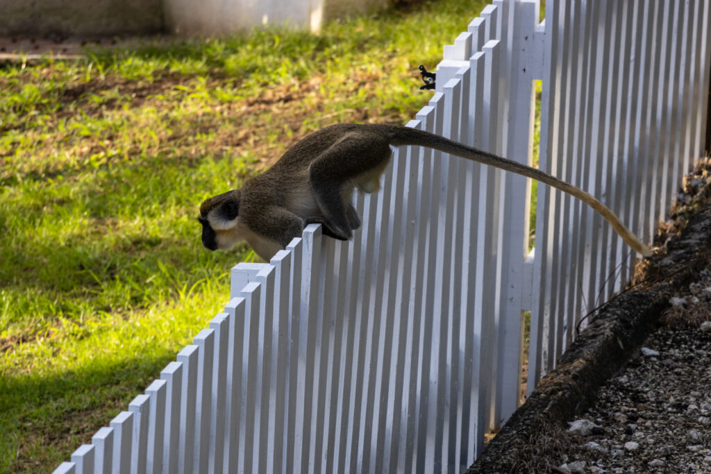 Green monkey hopping a fence early in the morning at a home in Cattlewash, Barbados - photo by Heather Physioc