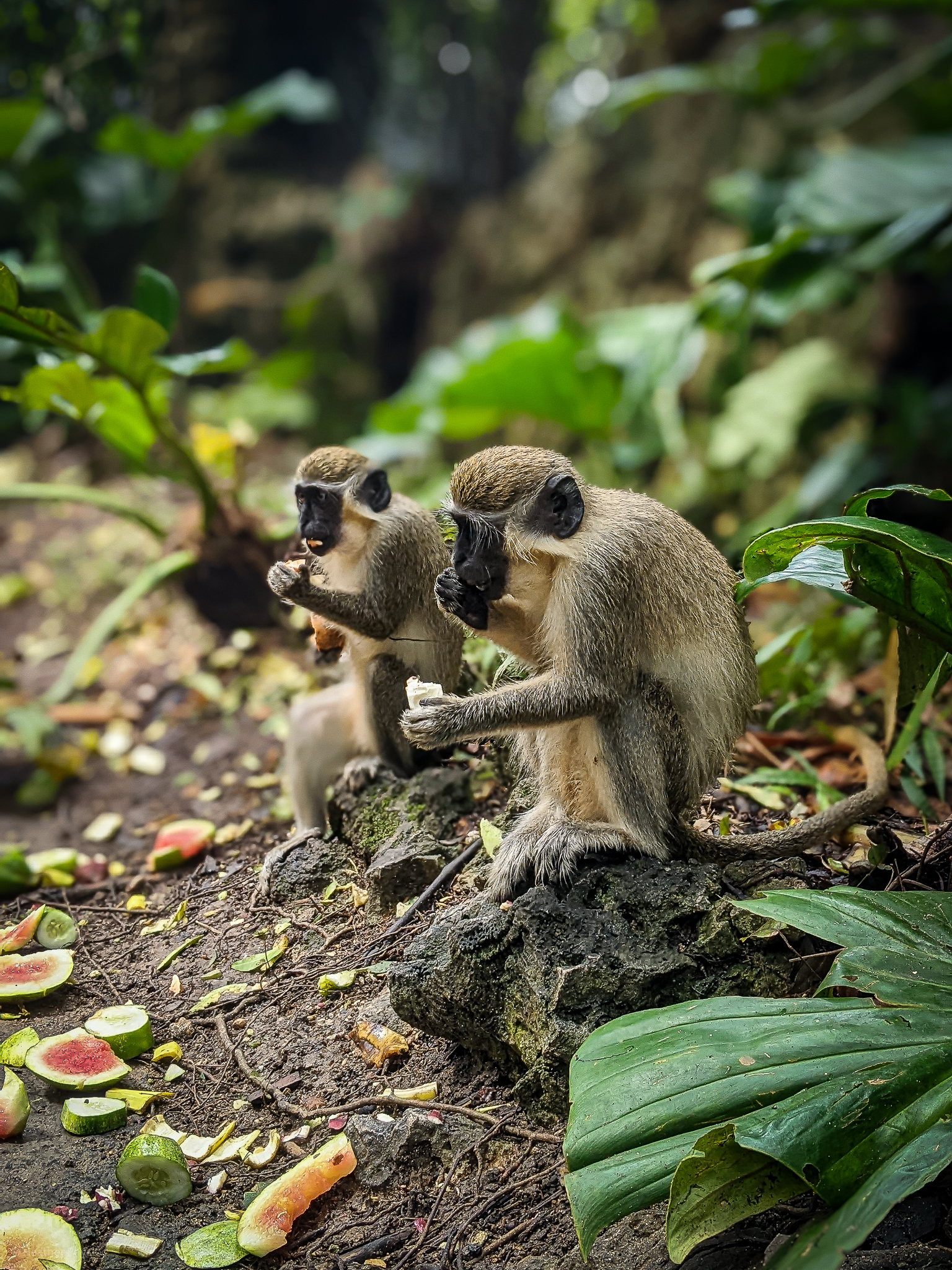 Two green monkeys sitting and eating fresh fruit and sweet potatoes at Barbados Wildlife Reserve - photo by Heather Physioc