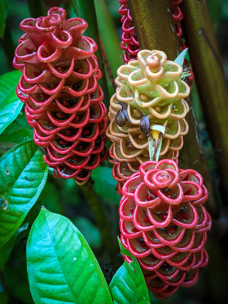 Beehive Ginger at Flower Forest Tropical Botanical Garden in Barbados - photo by Heather Physioc
