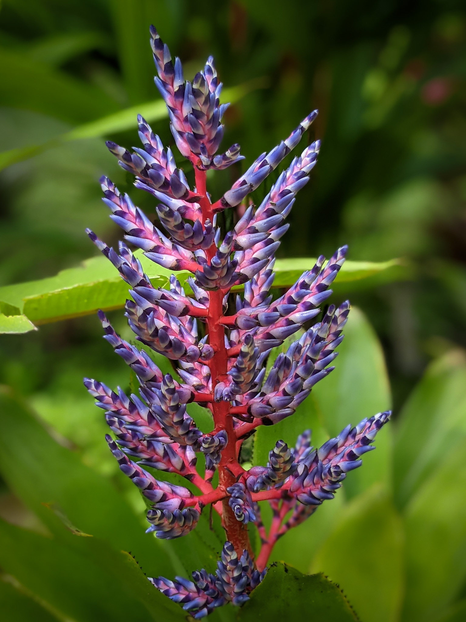 Blue Tango Aechmea at Flower Forest Tropical Botanical Garden in Barbados - photo by Heather Physioc