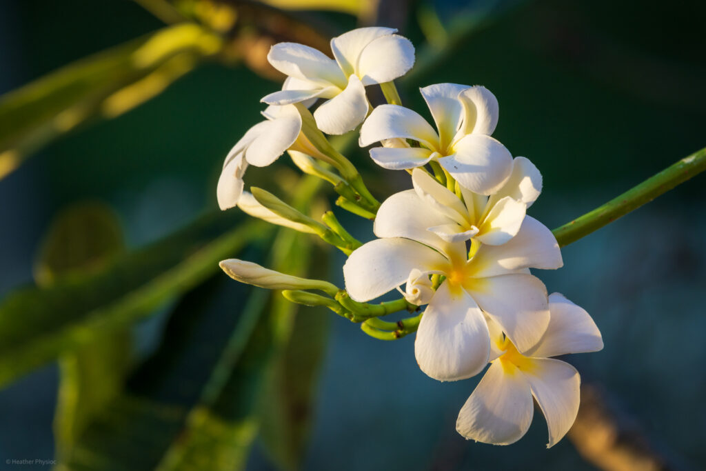 White Plumeria Frangipani in Barbados Tropical Garden - photo by Heather Physioc