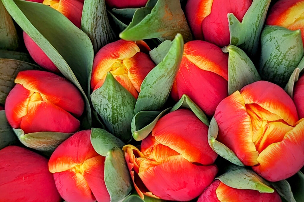 Dutch red and yellow tulip bouquet in the Netherlands