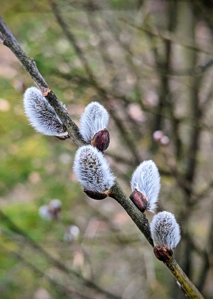 Pussywillow blossoms in the Veluwe