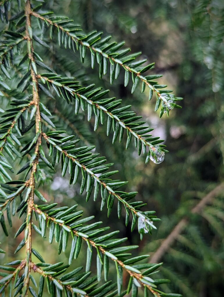 Raindrops on pine needles in the Veluwe