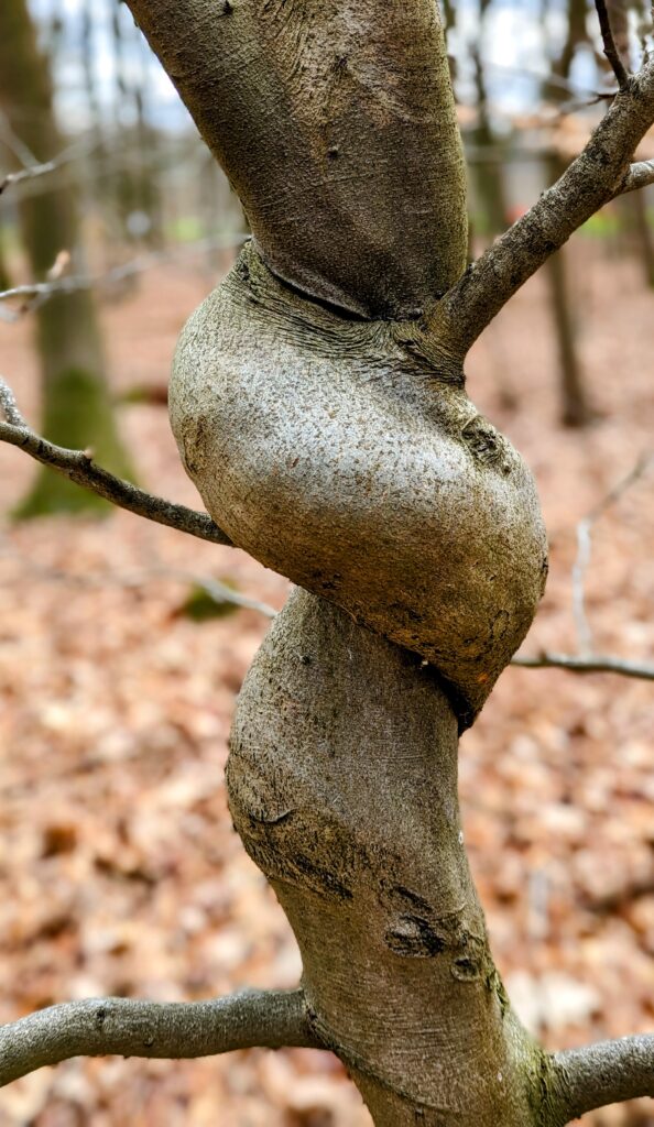 Twisted tree trunk at Veluwe National Park in the Netherlands