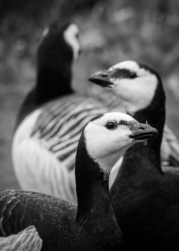 Black and white photo of three barnacle geese in Kungsparken, Malmö, Sweden