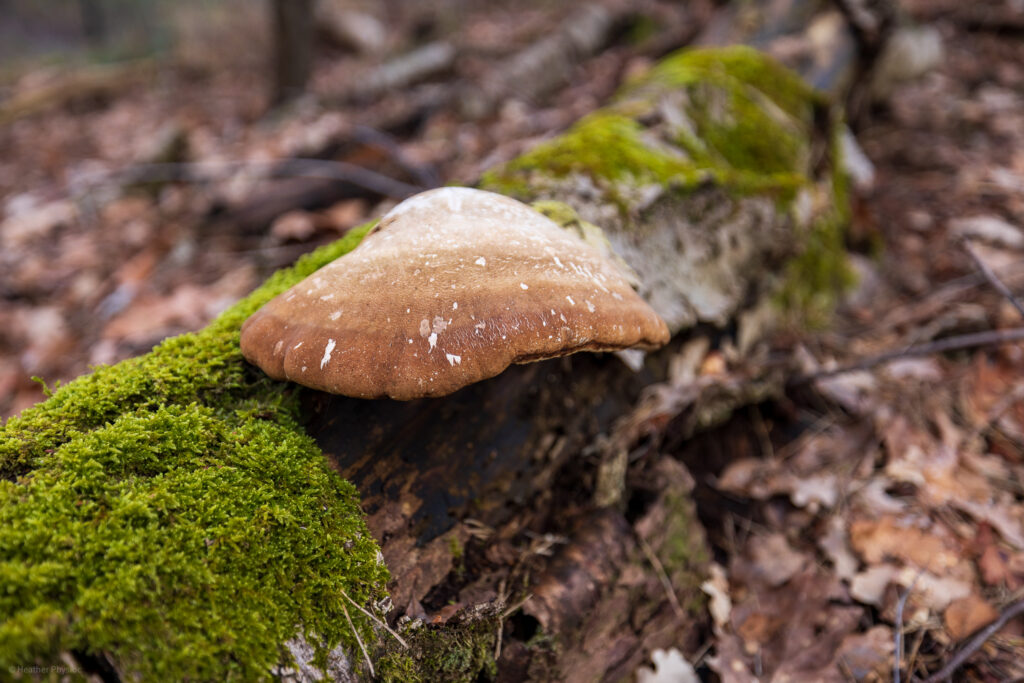 Birch polypore mushroom on a mossy nurse log in Otterlo near the Veluwe in Netherlands