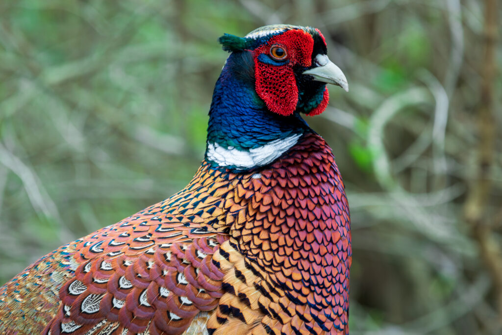 Colorful common pheasant in Kungsparekn, Malmö, Sweden
