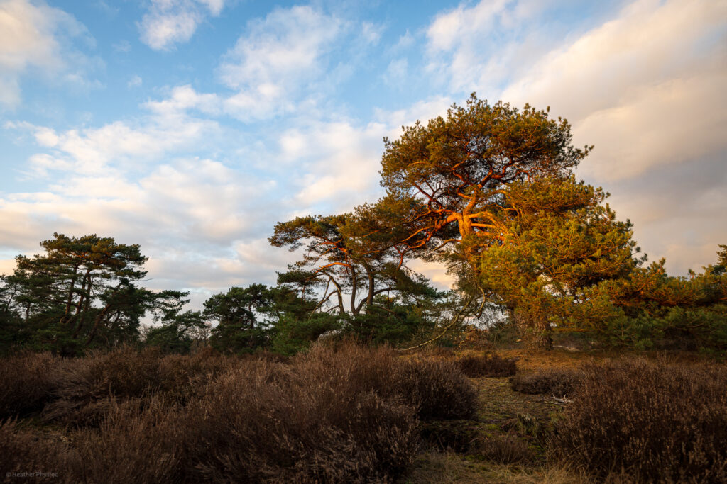 Final golden hour light cast on a pinus sylvestris in the Veluwe landscape i the Netherlands