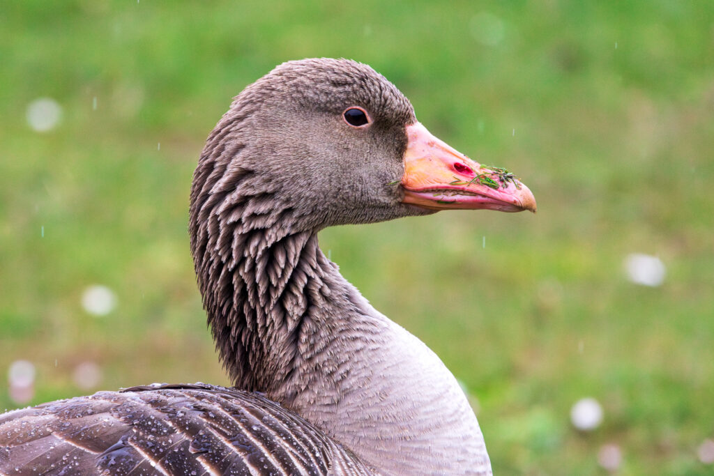 Gragas Greylag Goose in Kungsparken, Malmö, Sweden
