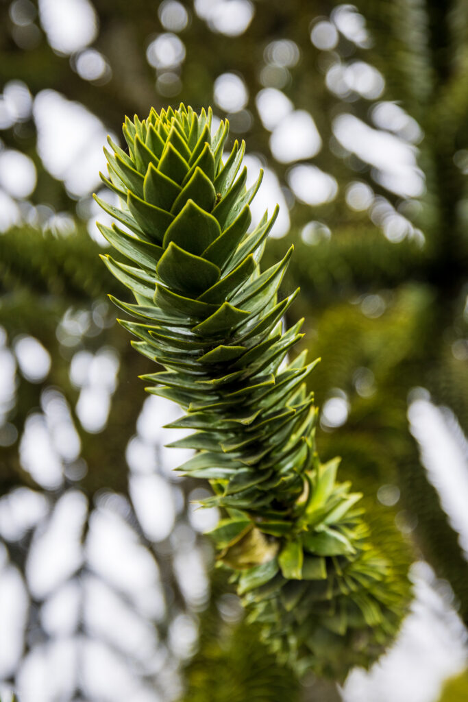 Raindrops on monkey puzzle pine arms in Otterlo near the Veluwe in Netherlands