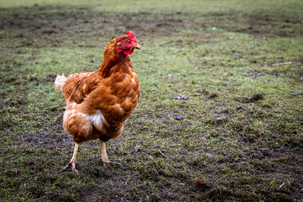 A muddy rooster pecks in the rain in Otterlo, Netherlands