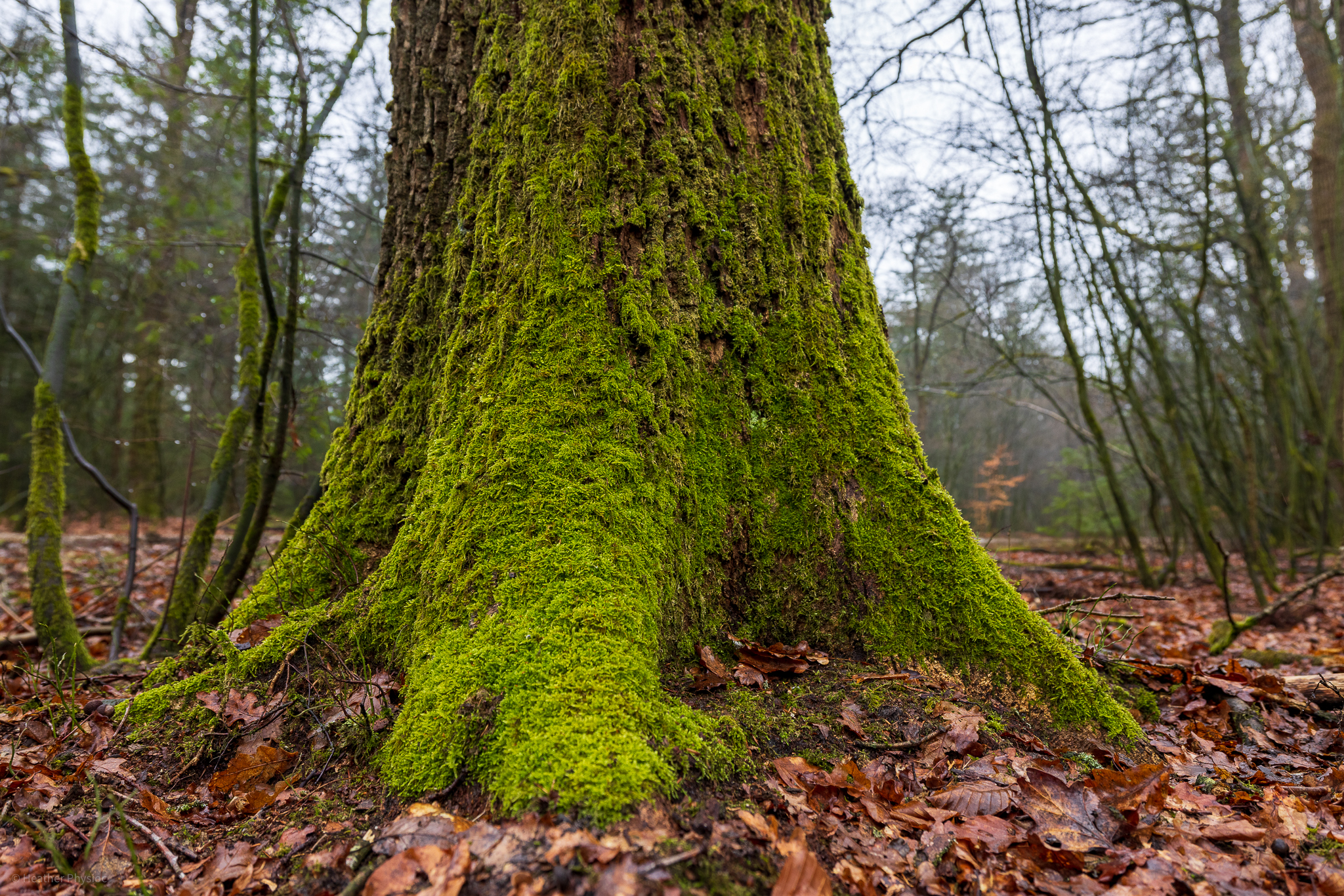 Plait moss wraps a trunk at Veluwezoom National Park in Netherlands