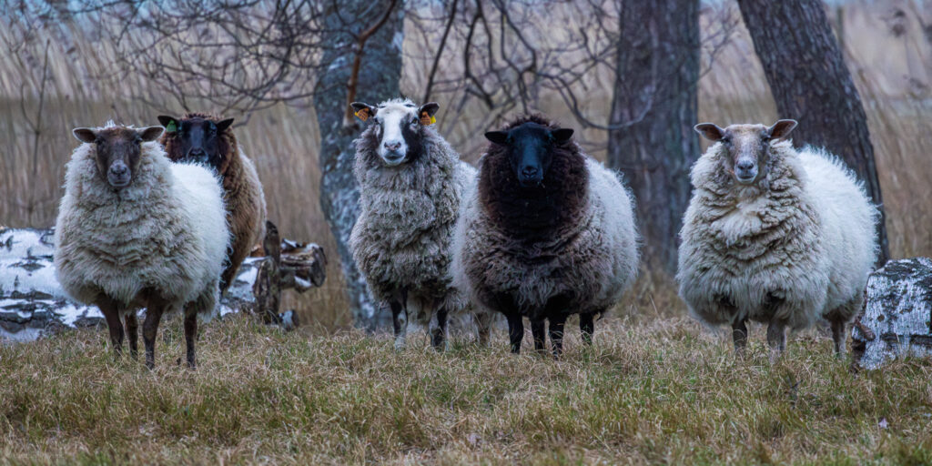 Domestic sheep in the countryside of Skäne, Sweden at Vellinge