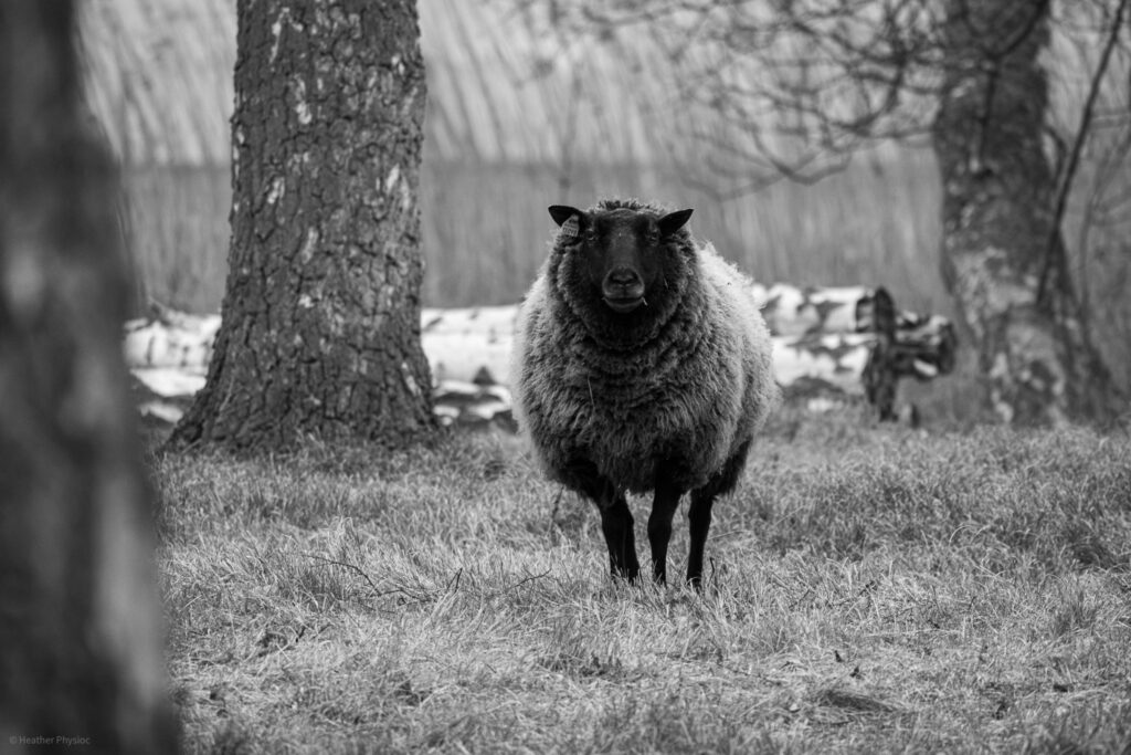 Single curious Gotland sheep in black and white