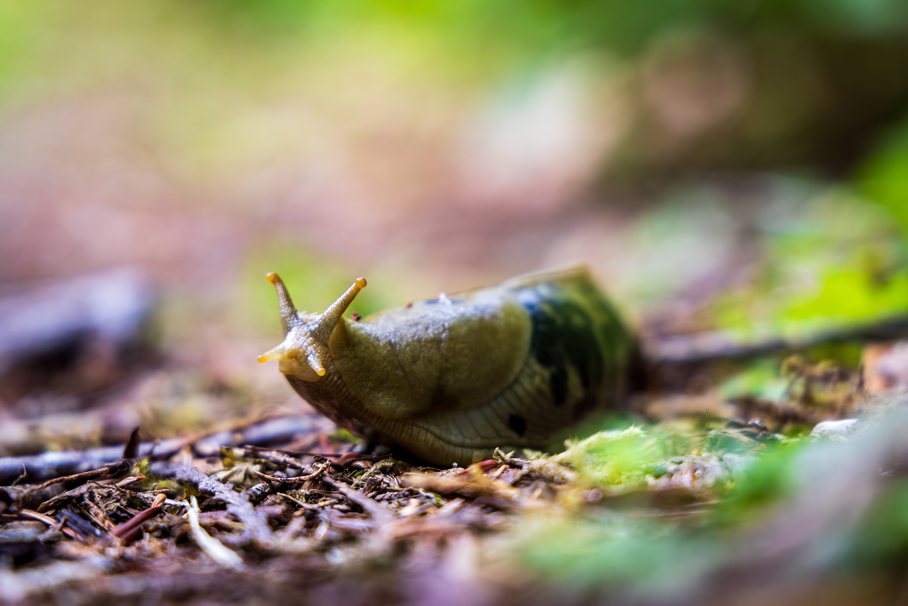 Banana slug on the forest floor in the Olympic Cascades